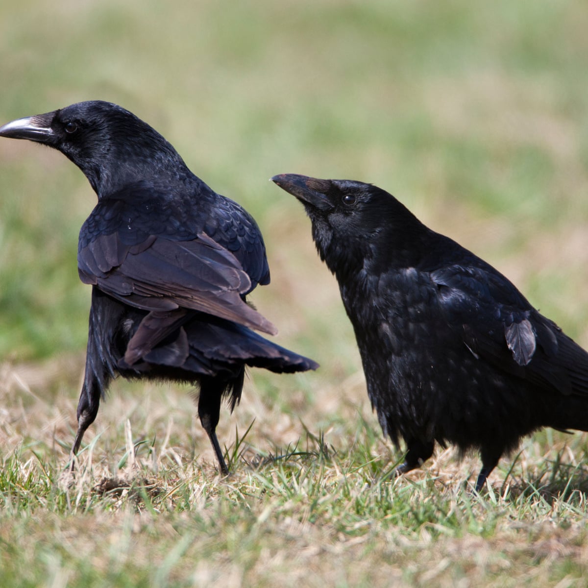 Country diary: carrion crows construct their high-rise abode | Birds | The Guardian