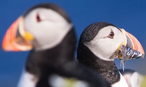 Two puffin, one with a bill full of fish