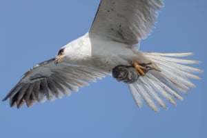 A large white bird flies through the air while carrying a vole