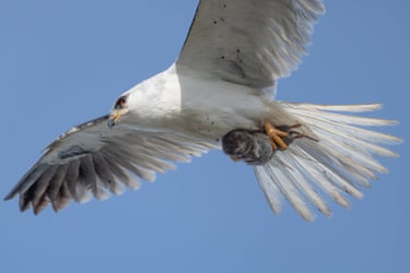 A vole looks surprised as it is carried away in the talons of a white-tailed kite in Mountain View, California, US