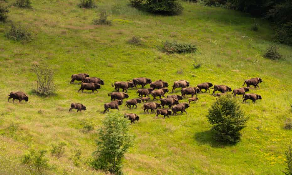 Herd of bison.
