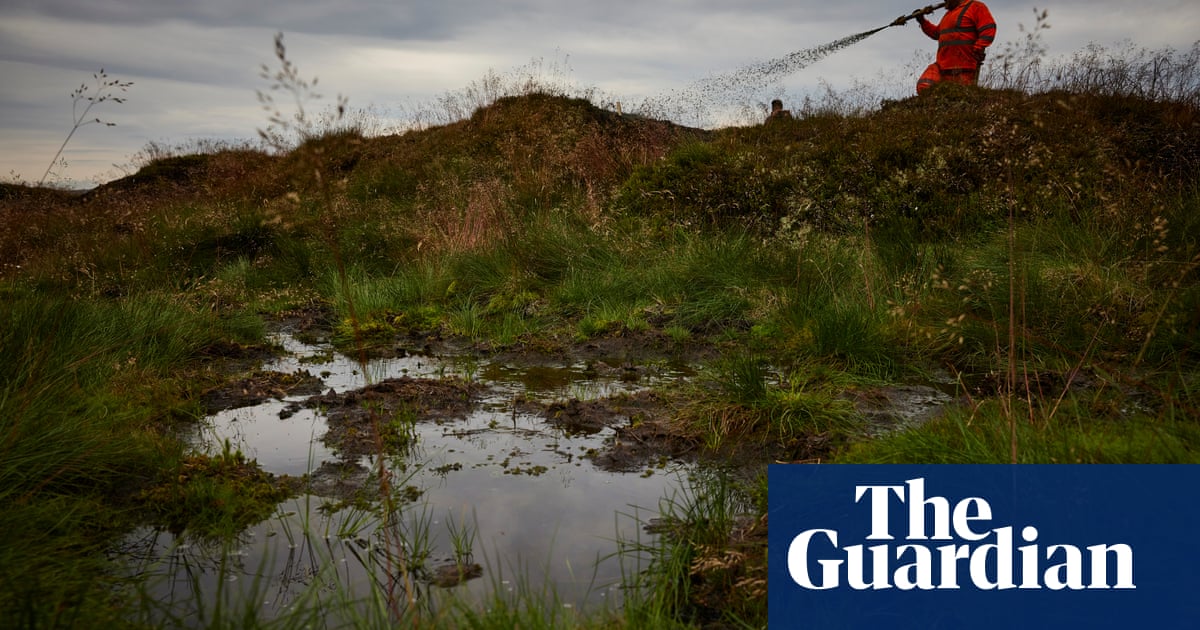 Conservationists turn to glue to make seeds stick on windy Yorkshire moor