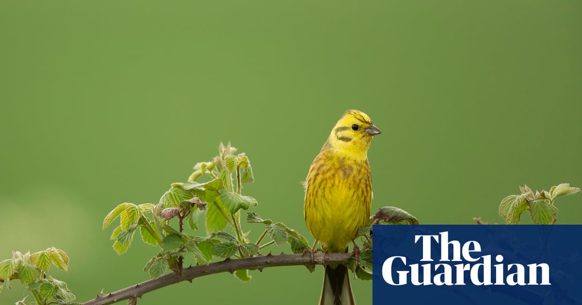 Country diary: As I cycle along, it feels as if each yellowhammer is handing me on to the next | Birds Country diary: As I cycle along, it feels as if each yellowhammer is handing me on to the next | Birds