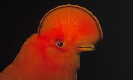 The Andean cock-of-the-rock (Rupicola peruviana) male portrait showing typical crest. This species is largely found in cloud forests.