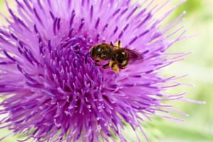Abelhas coletam pólen de flores nos jardins de Grays Court, Oxfordshire, Reino Unido