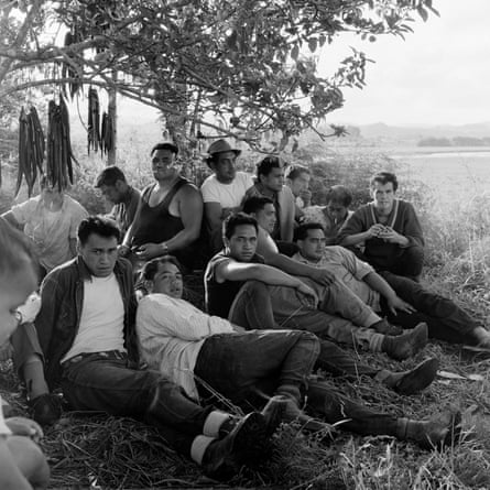 a group of men sit beneath a tree, eels hang of the tree drying
