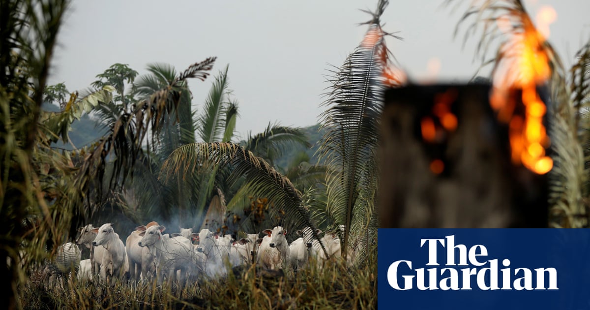 Revealed: fires three times more common in Amazon beef farming zones