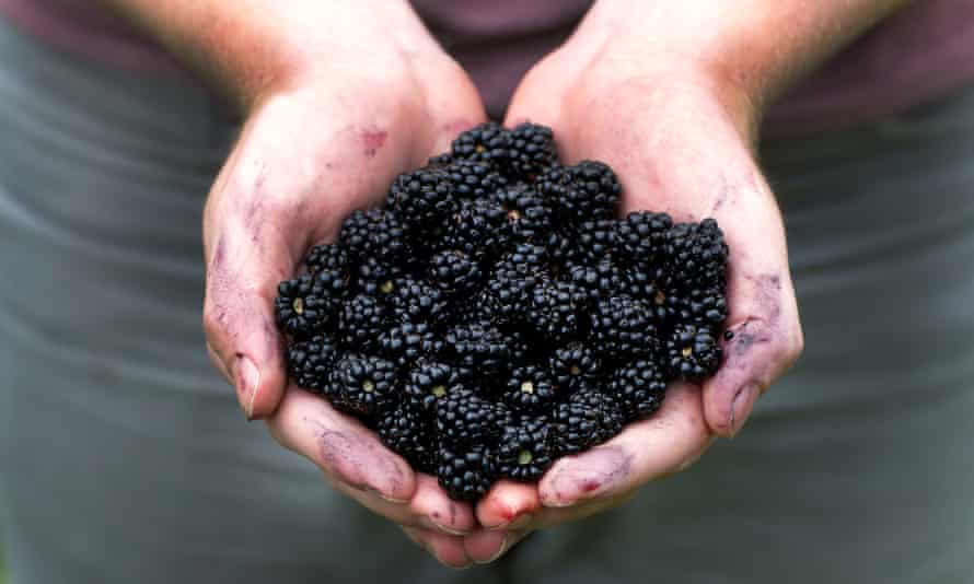 Freshly picked blackberries