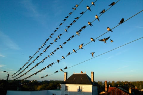 A flock of barn swallows (Hirundo rustica) perch on power lines in France during their southerly migration.