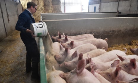 Farmer David Gibbons feeds pigs at Belle Vue Farm on  in Preston, 2021.