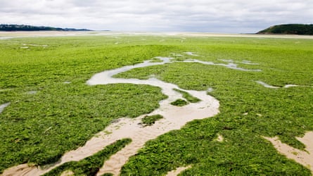 Green algae on Saint-Michel-en-Grève beach