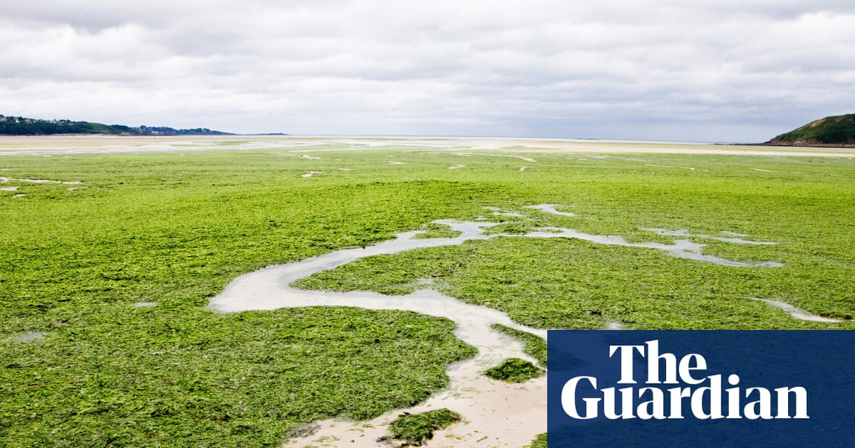 ‘I couldn’t breathe’: the sinister spread of France’s killer seaweed ‘I couldn’t breathe’: the sinister spread of France’s killer seaweed