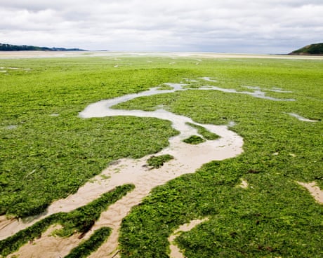 ‘I couldn’t breathe’: the sinister spread of France’s killer seaweed