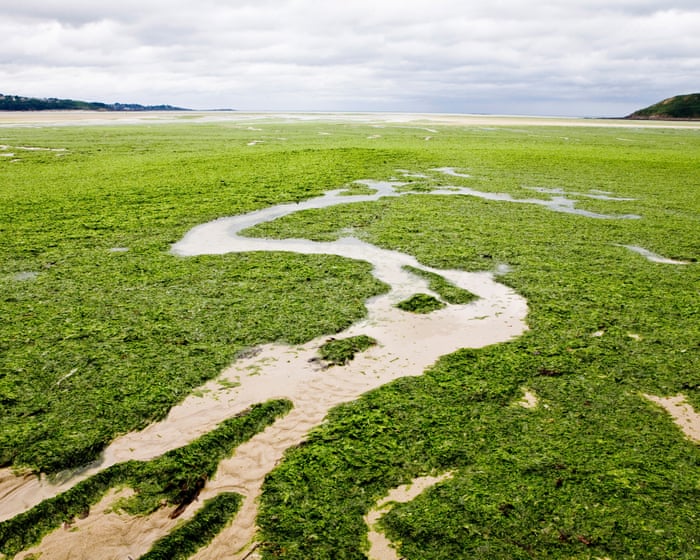 ‘I couldn’t breathe’: the sinister spread of France’s killer seaweed