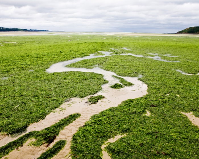‘I couldn’t breathe’: the sinister spread of France’s killer seaweed – podcast