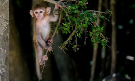 There is a thriving online trade in animals such as macaque monkeys (pictured), tiger cubs, bats or even freshly barbecued wildlife. They are bought as status symbols, pets, food, or to be used in traditional medicines.