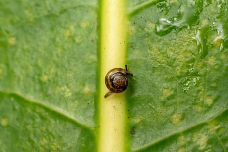 Snails on a plane: Australia flies rescue mission to Norfolk Island for a tiny, critically endangered species | Environment | The Guardian