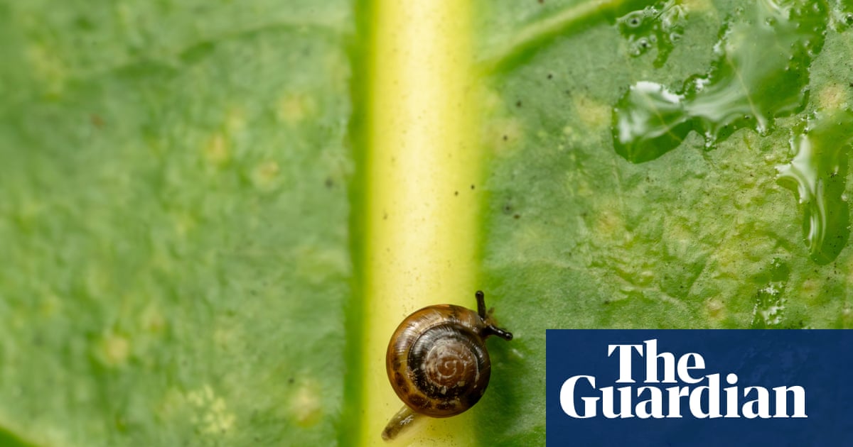 Snails on a plane: Australia flies rescue mission to Norfolk Island for a tiny, critically endangered species