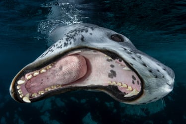 Close up of leopard seal with wide open mouth