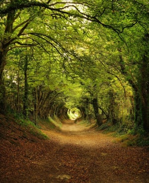 Daylight shot of a tunnel of trees near Halnaker in Sussex, UK, with leaves in full foliage.