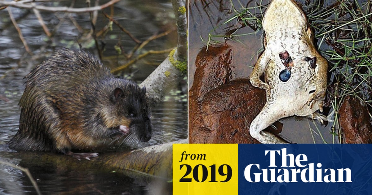 Australian water rats cut cane toads open with 'surgical precision' to