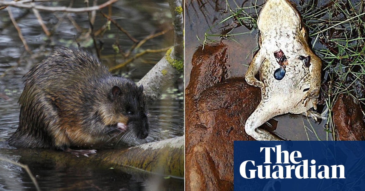 Australian water rats cut cane toads open with 'surgical precision' to feast on their hearts - The Guardian