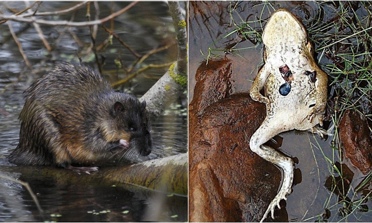 Australian Water Rats Cut Cane Toads Open With Surgical Precision To Feast On Their Hearts Animals The Guardian