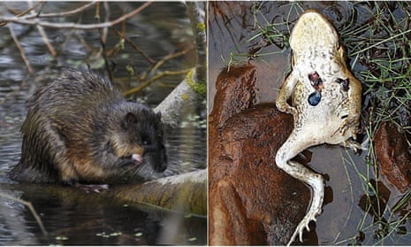 water rat and cane toad