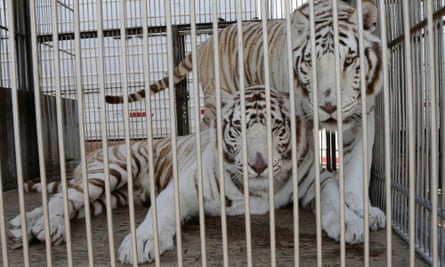 Mexico deadline to ban circus animals looms but doubt shrouds creatures' fate | Mexico | The Guardian Mexico deadline to ban circus animals looms but doubt shrouds creatures' fate | Mexico | The Guardian