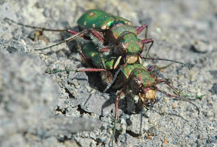 Green tiger beetles mating