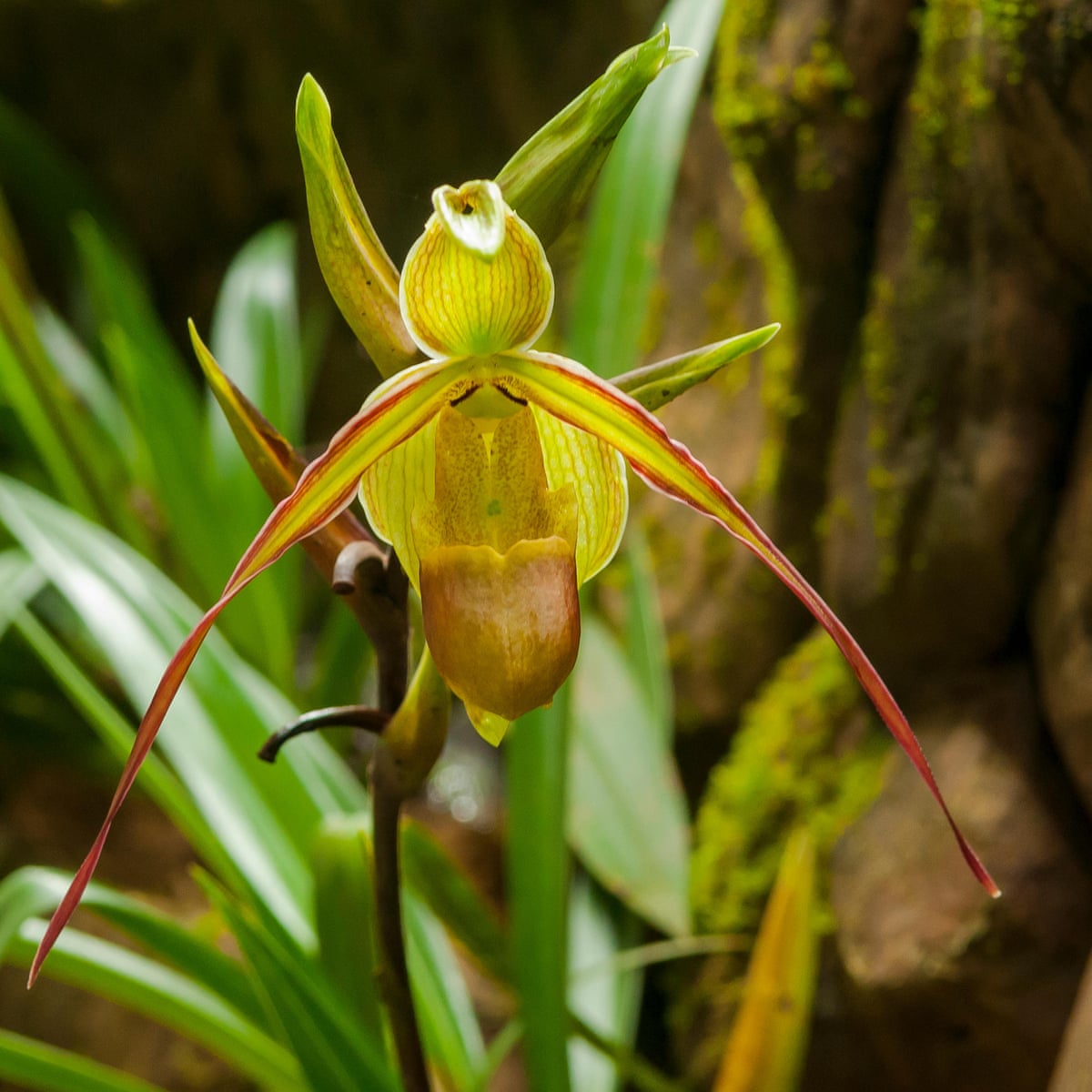 Unexpected Plant Joy From Rocky Places Gardening Advice The Guardian