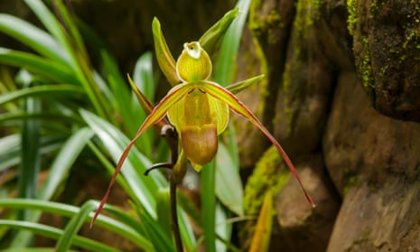 Lady’s Slipper Orchid growing amid rocks