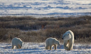 The bears are used to fasting for months, but their body condition, reproductive capacity and survival will eventually diminish if they are forced to go too long without food.