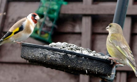 A greenfinch and a goldfinch at a sunflower seed feeder.