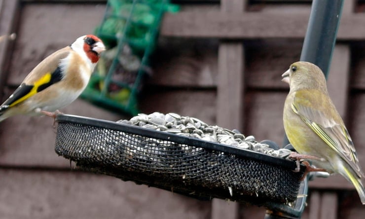 RSPB stops selling flat bird feeders owing to deadly finch disease RSPB stops selling flat bird feeders owing to deadly finch disease