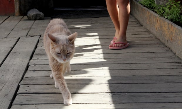 Stubbs, the honorary feline mayor of Talkeetna, Alaska, walks out of the West Rib Bar and Grill in 2016.