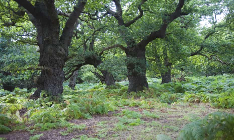 Oak trees in The Thicks, Staverton forest, Suffolk.