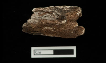 Horse fragments found at Heath Wood.