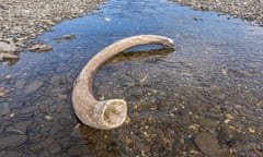 A mammoth tusk in a riverbed