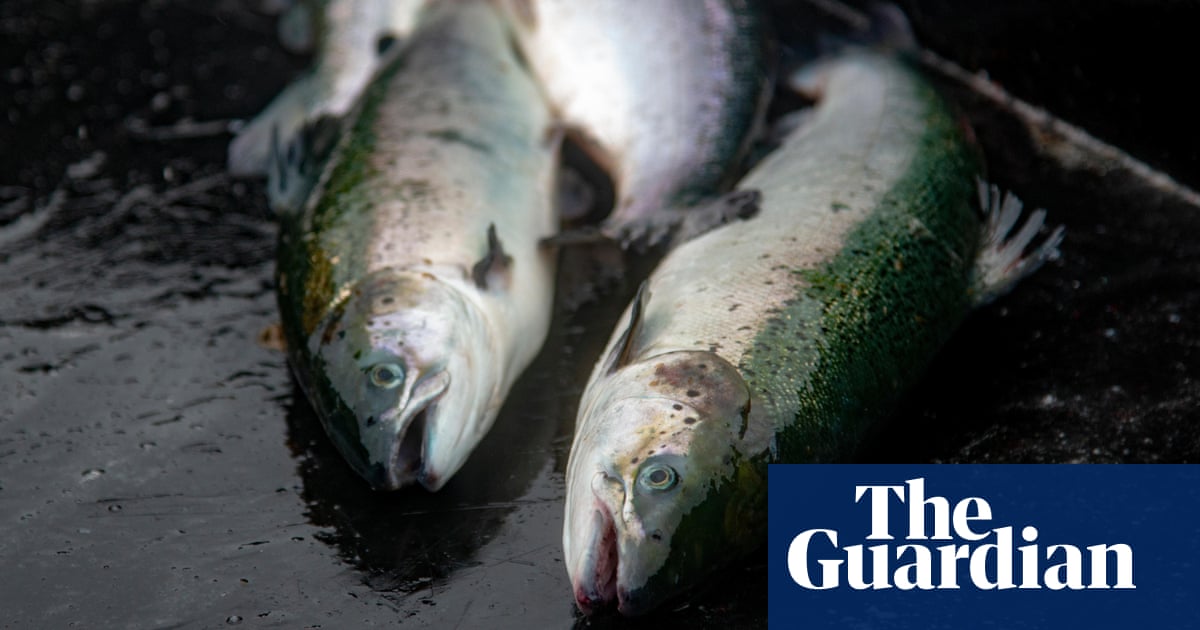 Scottish government must do more to control salmon farming, inquiry finds | Scotland Scottish government must do more to control salmon farming, inquiry finds | Scotland