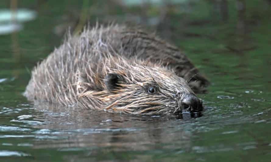 A beaver taking a dip