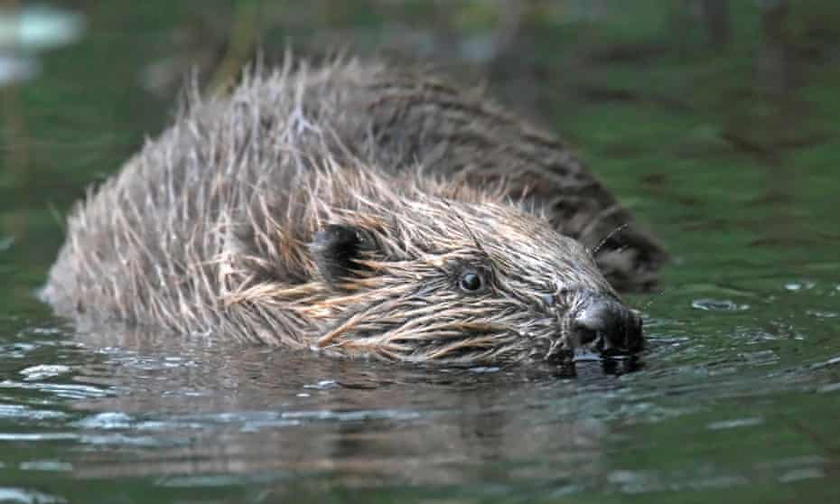 Beavers are seen as a ‘keystone species’ by proponents of rewilding. 