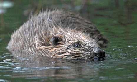 Beavers are seen as a ‘keystone species’ by proponents of rewilding. 