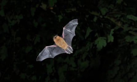 Common Pipistrelle Bat