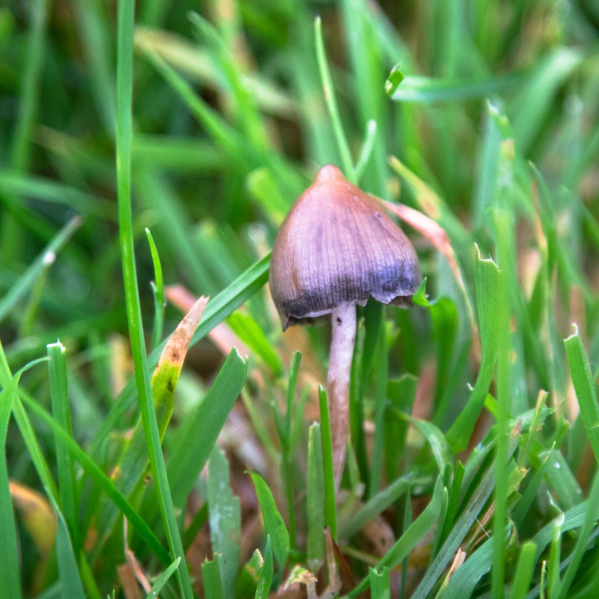 Flying Saucers Mushroom