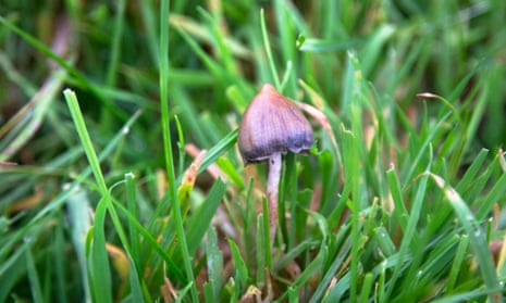 They broke my mental shackles': could magic mushrooms be the answer to depression? | Drugs
