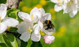 Bumblebees are major pollinators of apples and many crops around the world. 