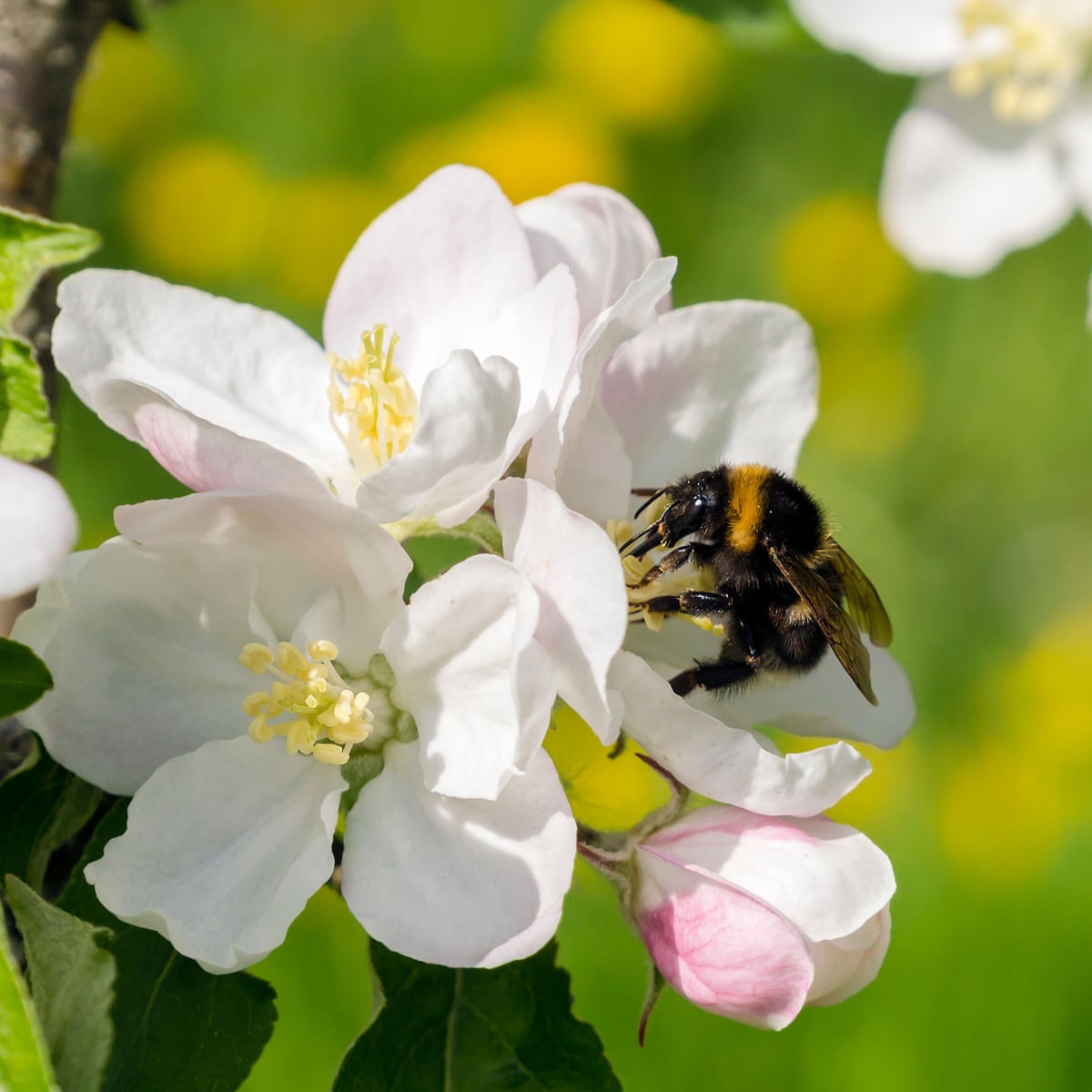 Apple Bee Insect Do Apple Trees Attract Bees