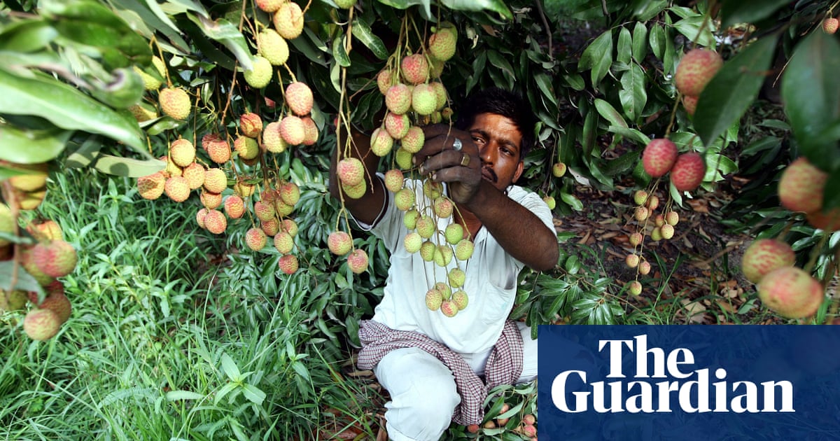 At least 31 children in India killed by toxin in lychees