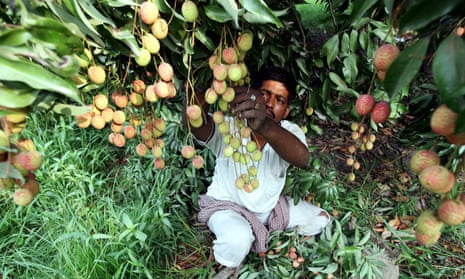 a worker picks lychees from a tree in india